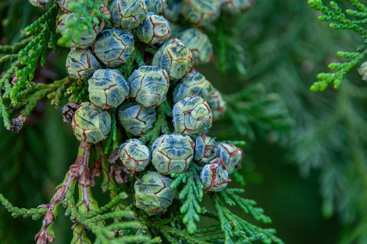 Blue Cypress vs Mediterranean Cypress Oil: Two Very Different Trees