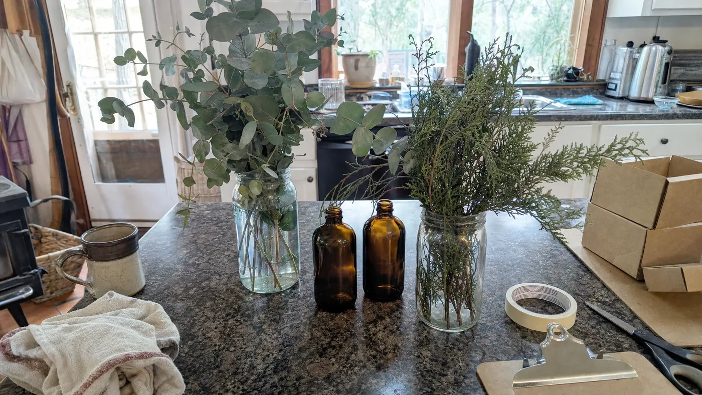 Cypress vs Eucalyptus Essential Oil: Two Fresh Oils, Two Different Jobs