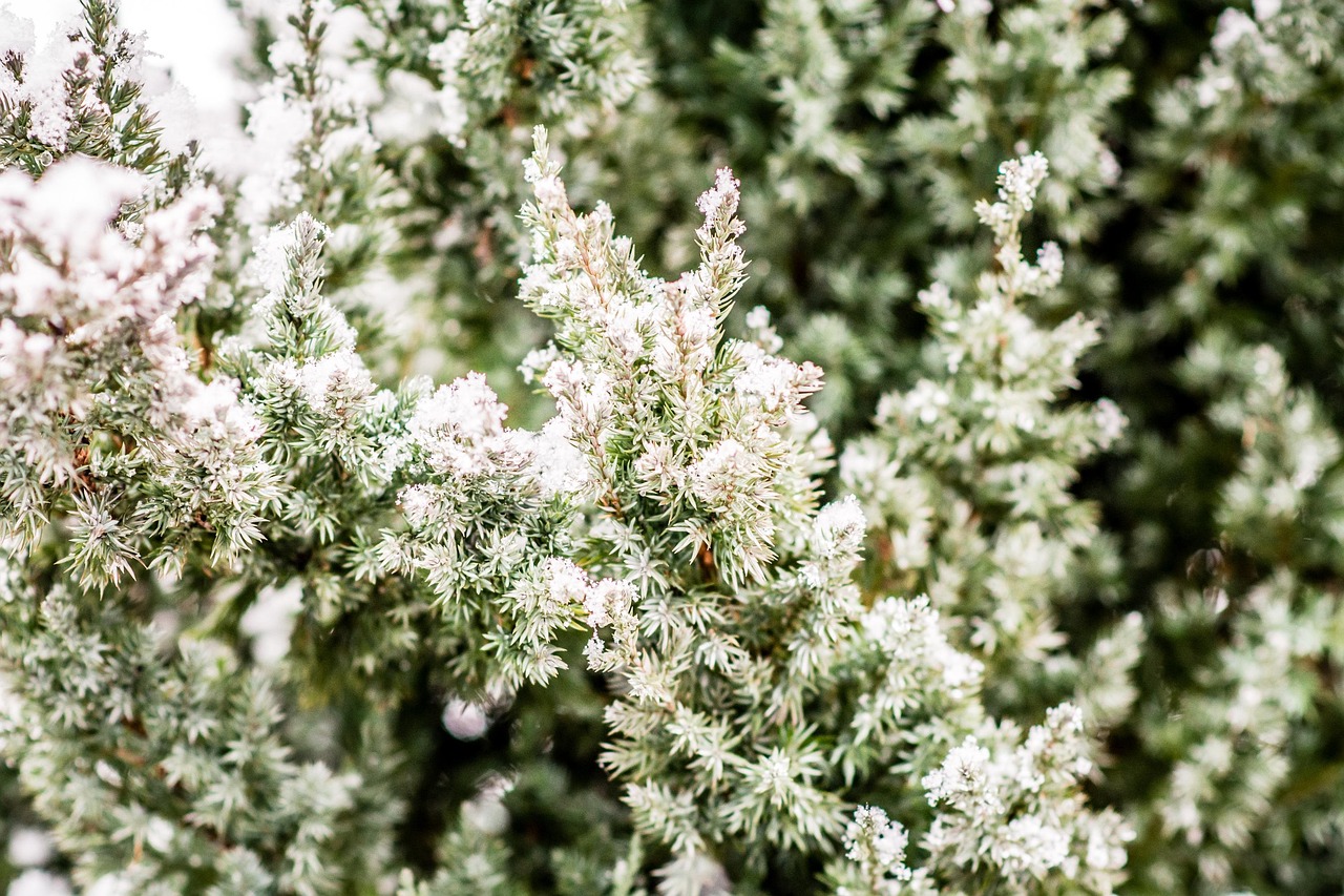 Evergreen Stillness: A Signature Cypress Diffuser Blend