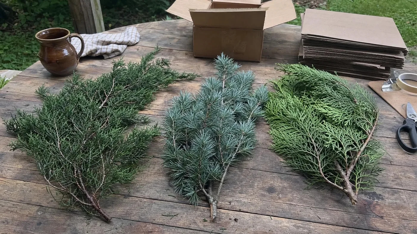 Types of Cypress Essential Oil: Mediterranean, Blue, and Hinoki Compared